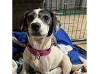 Adopt Yoshi (dark pink) a Mixed Breed, Dachshund