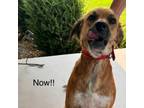 Adopt Rosie a Australian Shepherd, Border Collie