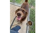 Adopt Justice a Labrador Retriever