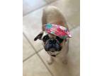 Adopt Paris a Pug, Mixed Breed