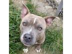 Adopt Adriana a American Staffordshire Terrier, Mixed Breed