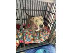 Adopt Kalena a Shepherd, Pit Bull Terrier
