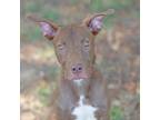 Adopt Willy Wonka a Pit Bull Terrier