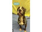 Adopt GRADY a Great Dane, Pit Bull Terrier