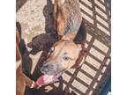 Adopt PD Pups_4 a Anatolian Shepherd