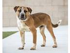 Adopt Koa a Australian Cattle Dog / Blue Heeler, Labrador Retriever