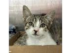 Adopt Dylan a Domestic Short Hair