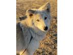 Adopt Mystic a American Eskimo Dog, Alaskan Malamute