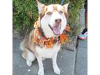 Adopt GUS GUS a Siberian Husky