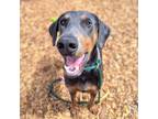 Adopt Flaco a Doberman Pinscher