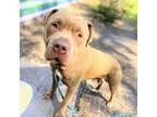 Adopt Denver a Pit Bull Terrier