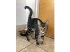 Adopt Rushmore a Domestic Short Hair