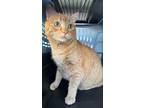 Adopt Hilton a Manx