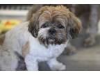 Adopt Louie a Lhasa Apso
