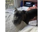 Adopt Neill a Staffordshire Bull Terrier, Mixed Breed