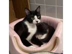 Adopt Bud Bud a Domestic Short Hair
