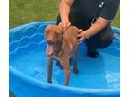 Adopt Bently a Labrador Retriever, Terrier