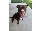 Adopt Rocky Road a Pit Bull Terrier, Mixed Breed