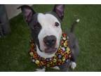 Adopt Bugs Bunny a Pit Bull Terrier, Mixed Breed