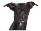 Adopt Byron a Dutch Shepherd