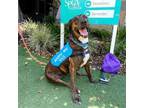 Adopt Haze a Mixed Breed