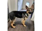 Adopt Shiloh a German Shepherd Dog