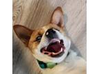 Adopt Bonus a Shiba Inu