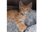 Adopt Foxtrot a Domestic Short Hair, Tabby