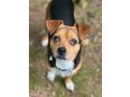 Adopt Kota- in Foster a Beagle, Pug