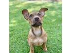 Adopt Lenny Legume a Labrador Retriever, Dachshund