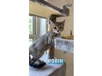 Adopt Robin a Domestic Short Hair