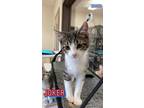 Adopt Joker a Domestic Short Hair