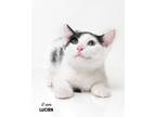 Adopt Lucien a Domestic Short Hair