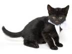Adopt Oleander a Domestic Short Hair