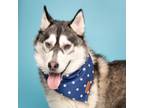 Adopt Snowshoe Sam a Siberian Husky, Mixed Breed