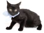 Adopt Peter Pan a Domestic Short Hair