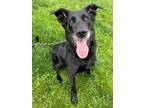 Adopt Taz a Labrador Retriever, Mixed Breed