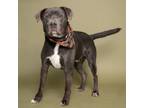 Adopt Prongs a Labrador Retriever, Mixed Breed