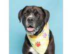 Adopt Waldo a Labrador Retriever, Mixed Breed