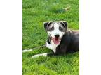 Adopt Louie a Pit Bull Terrier, Mixed Breed