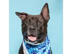Adopt Charlie a American Staffordshire Terrier, Mixed Breed