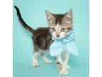 Adopt Apollo a Domestic Short Hair