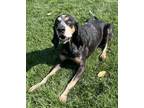 Adopt Dino a Bluetick Coonhound, Mixed Breed