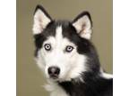 Adopt Bruno a Siberian Husky