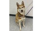 Adopt Rexy a Siberian Husky, Mixed Breed