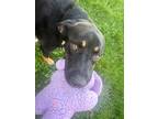 Adopt Trailmix a Labrador Retriever, Mixed Breed