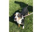 Adopt Dean a Beagle, Mixed Breed