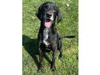 Adopt Bamm Bamm a Labrador Retriever, Mixed Breed