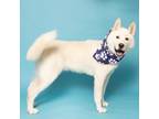 Adopt Squints a Siberian Husky, Mixed Breed