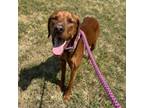 Adopt Harley a Vizsla, Mixed Breed